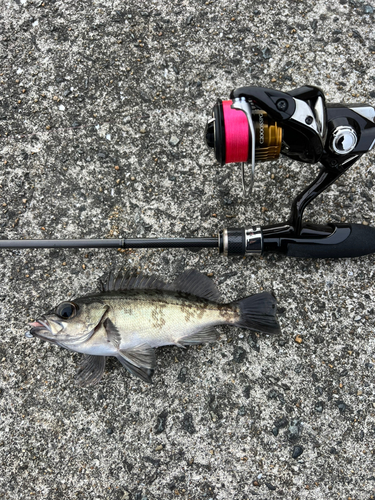 クロメバルの釣果