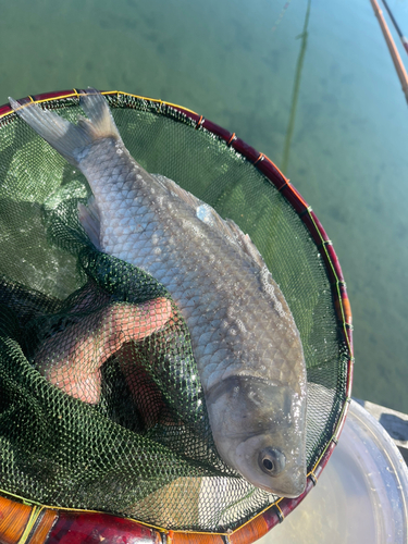 ヘラブナの釣果