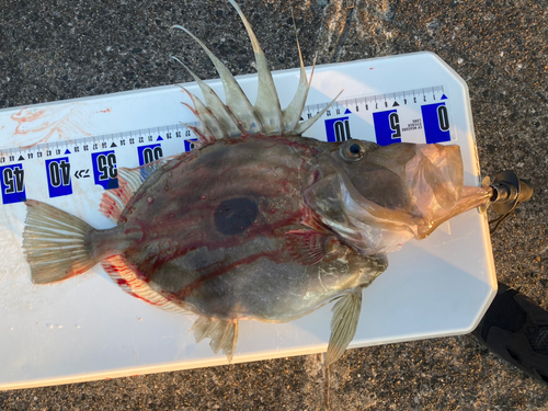 マトウダイの釣果