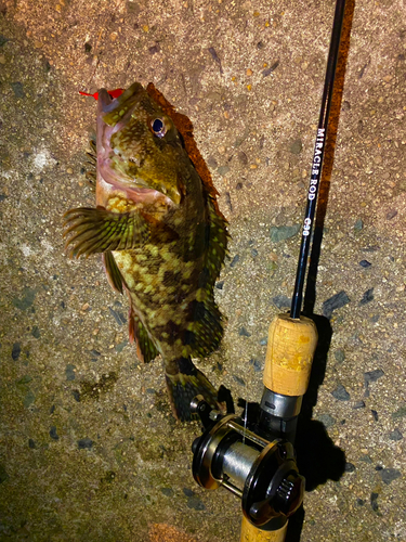 カサゴの釣果