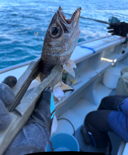 クロムツの釣果