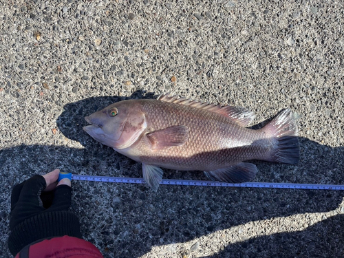 カンダイの釣果