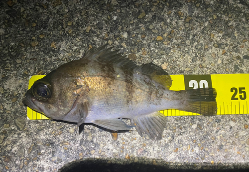 シロメバルの釣果