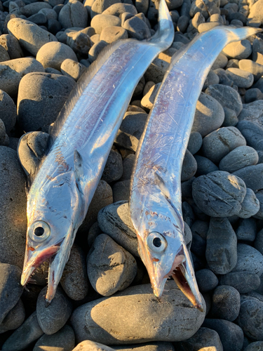 タチウオの釣果