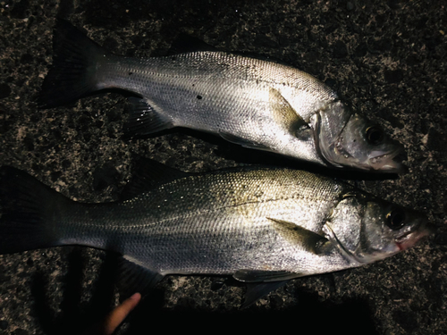 フッコ（ヒラスズキ）の釣果