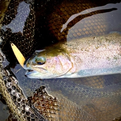 ニジマスの釣果