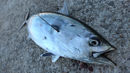 カツオの釣果