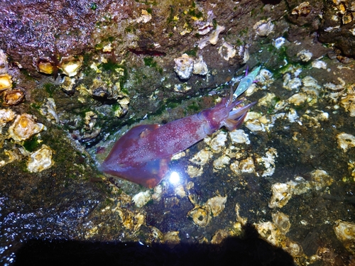 ケンサキイカの釣果