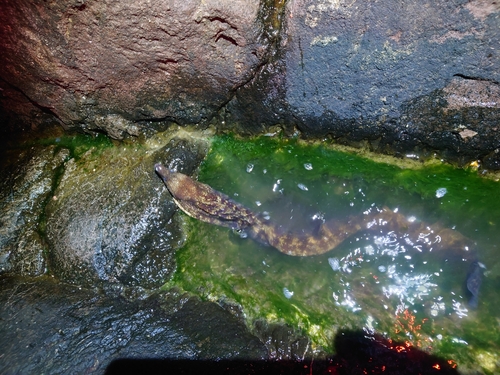 ウツボの釣果