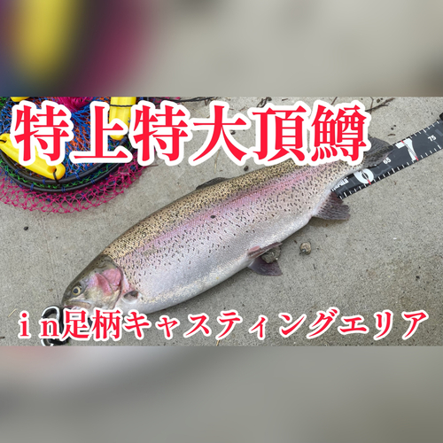 トラウトの釣果