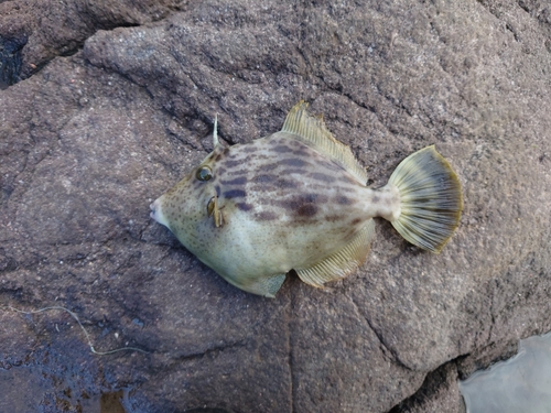 カワハギの釣果