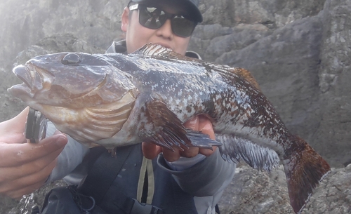 アイナメの釣果