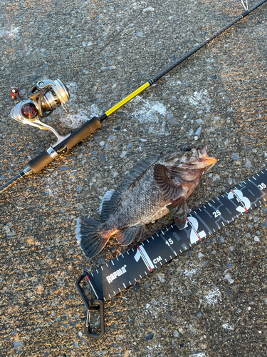 ムラソイの釣果