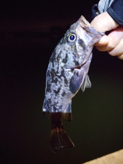 タケノコメバルの釣果