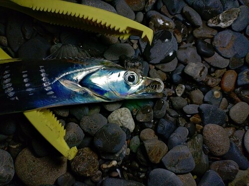 タチウオの釣果