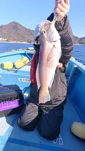 シロアマダイの釣果