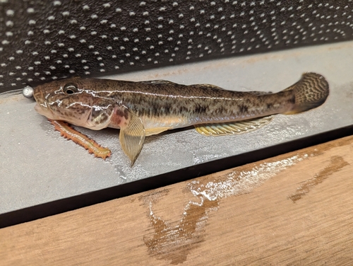 マハゼの釣果