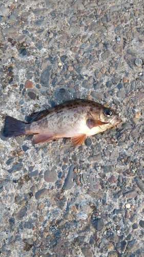 メバルの釣果