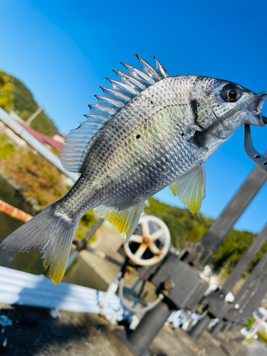 キビレの釣果