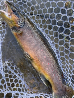 ブラウントラウトの釣果