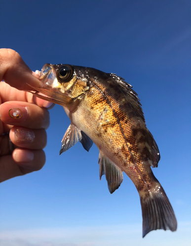 釣果