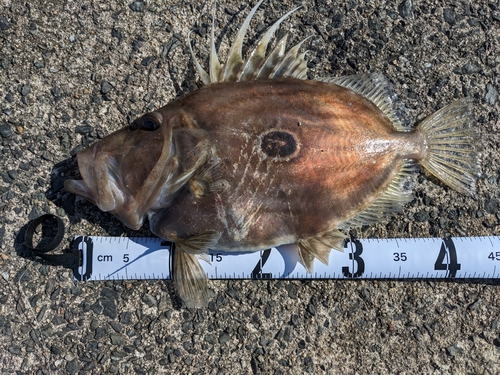 マトウダイの釣果