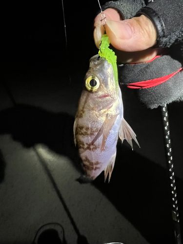 メバルの釣果