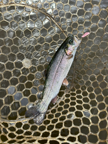 レインボートラウトの釣果