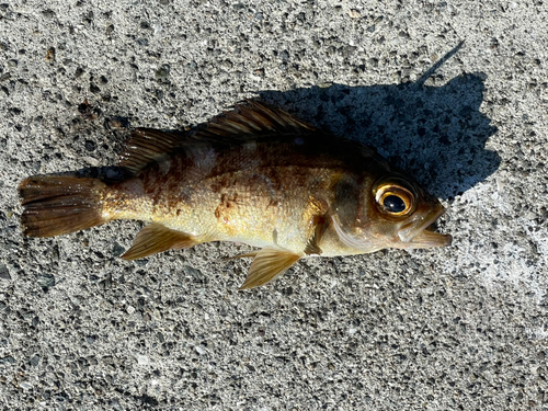 メバルの釣果