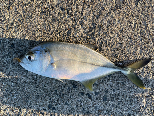 メッキの釣果