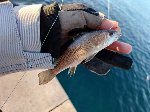 ニベの釣果