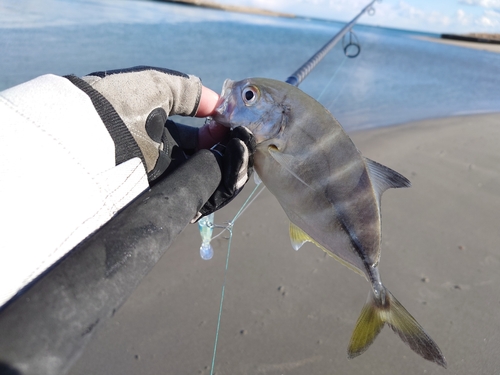 メッキの釣果