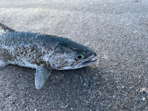 サクラマスの釣果