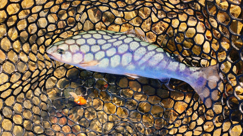 ニジマスの釣果