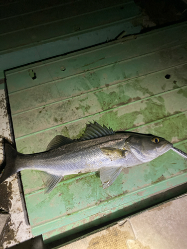 フッコ（マルスズキ）の釣果