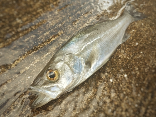 セイゴ（マルスズキ）の釣果