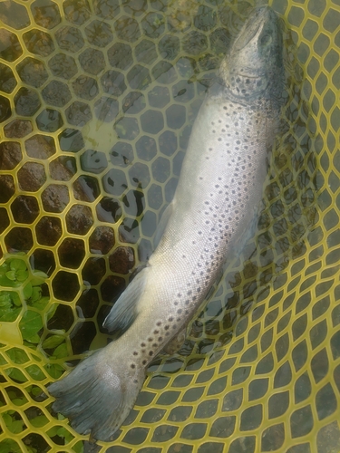 ブラウントラウトの釣果