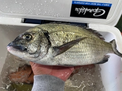 ミナミクロダイの釣果