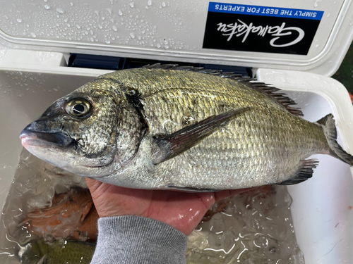 ミナミクロダイの釣果