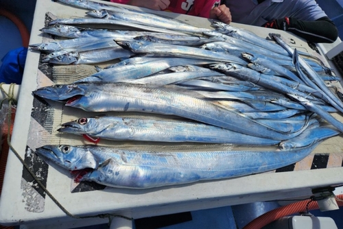 タチウオの釣果