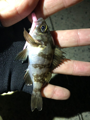 メバルの釣果