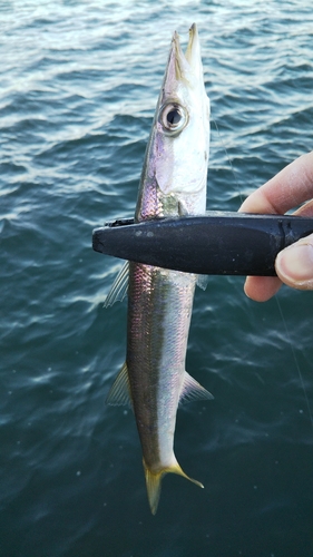 カマスの釣果