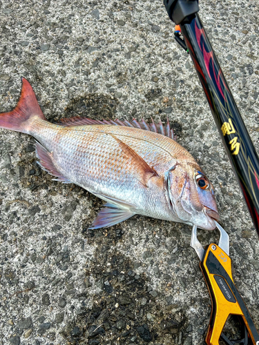 マダイの釣果