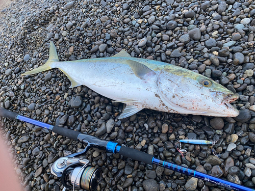 メジロの釣果