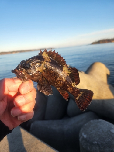 ムラソイの釣果