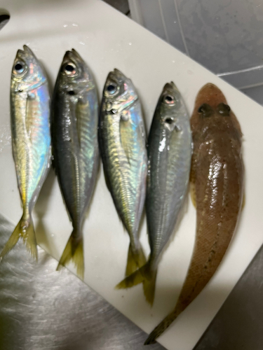 アジの釣果