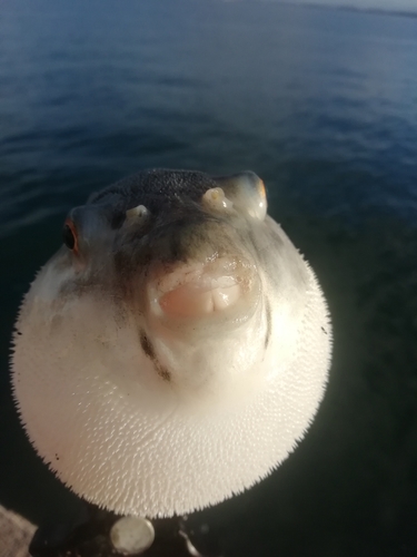 マアジの釣果