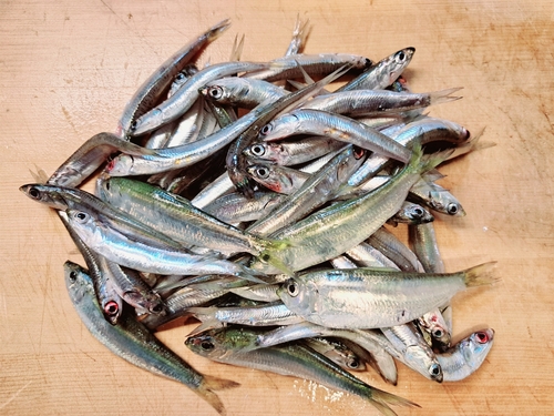 カタクチイワシの釣果