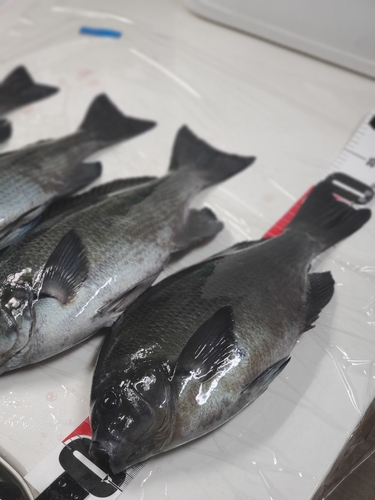 メジナの釣果