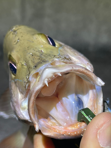 ゴマフエダイの釣果